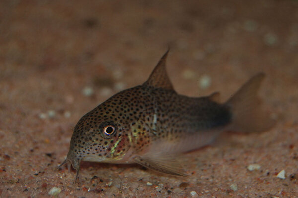 Corydoras similis