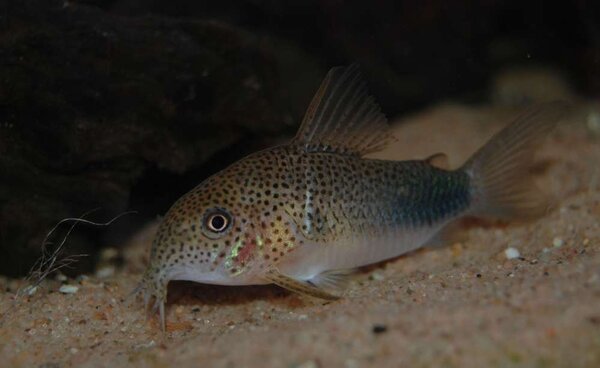 Corydoras similis