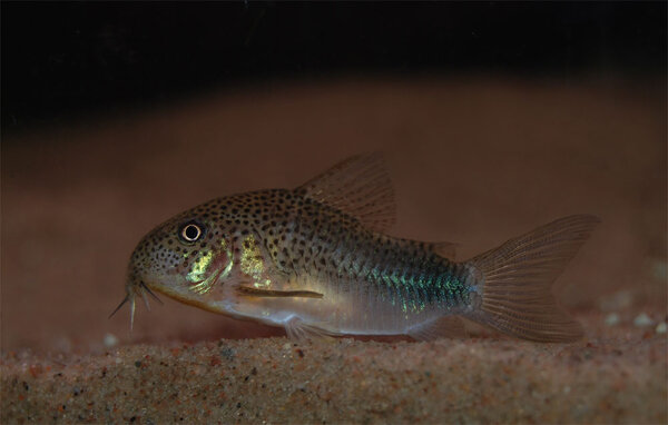 Corydoras similis