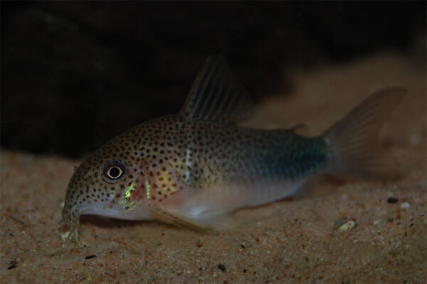 Corydoras similis