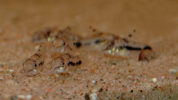 Corydoras habrosus