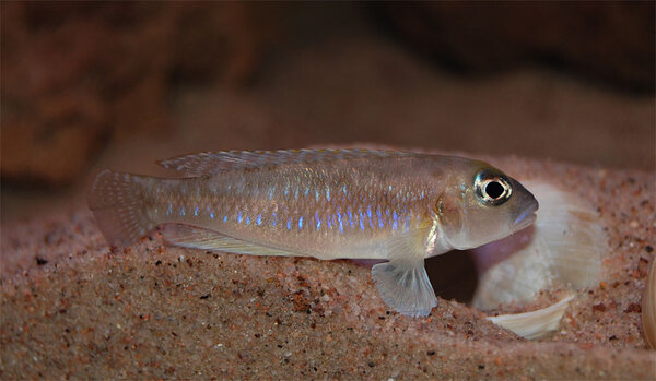 Lamprologus ornatipinnis "zambia"