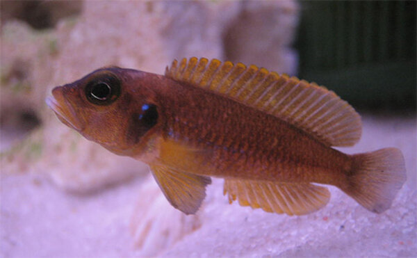 Lamprologus ocellatus "Gold"