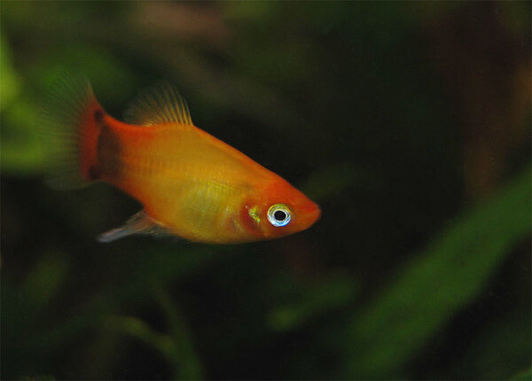 Musse Pigg platy