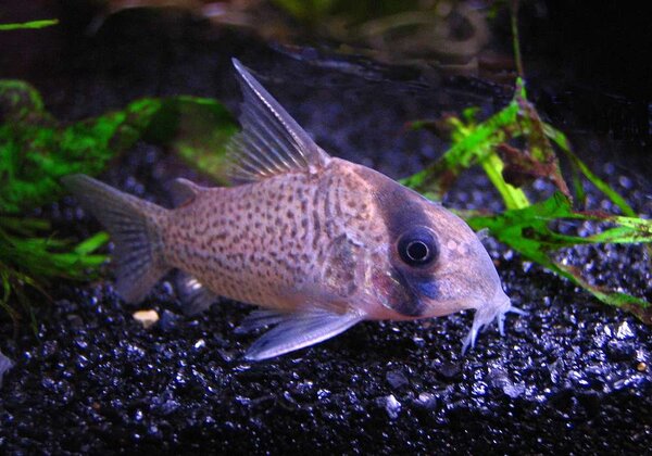 Corydoras kanei