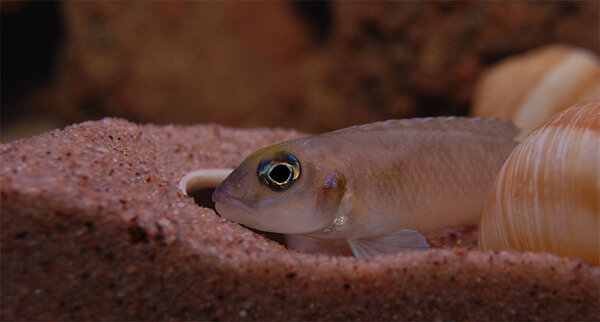 Lamprologus ornatipinnis "zambia"