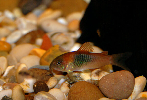 Corydoras venezuelanus