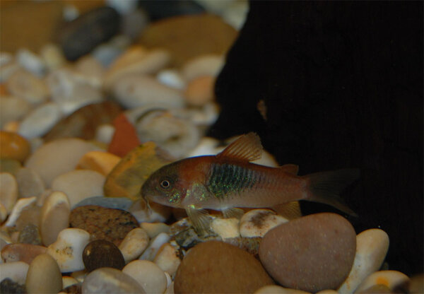 Corydoras venezuelanus