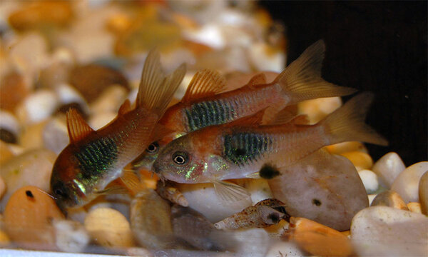 Corydoras venezuelanus