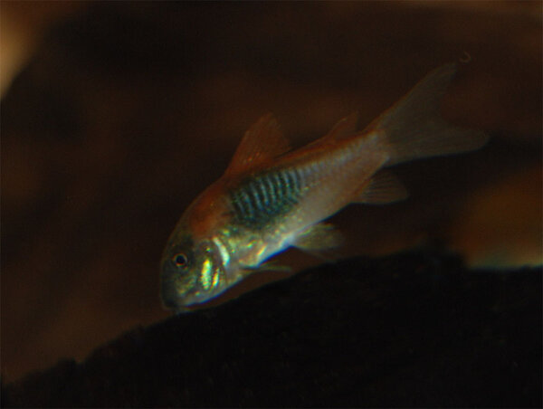 Corydoras venezuelanus