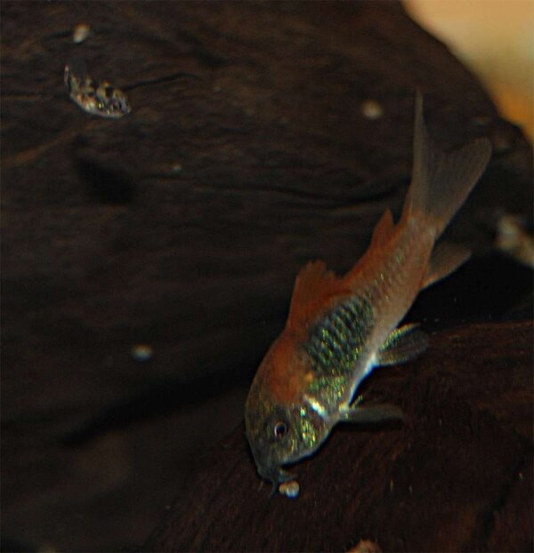 Corydoras venezuelanus och en blåciklidsbebis