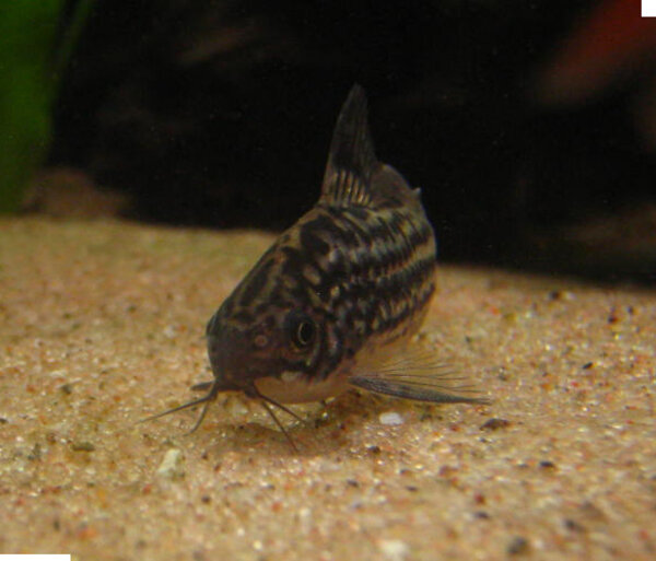 Corydoras napoensis