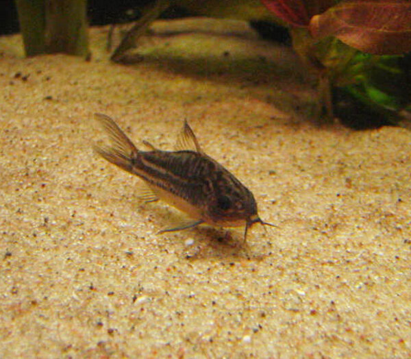 Corydoras napoensis