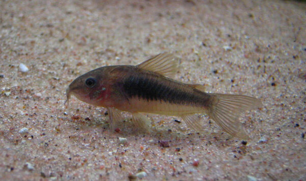 Corydoras aeneus