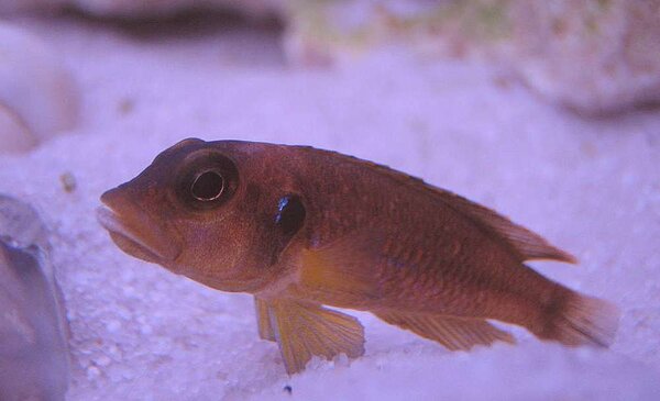 Lamprologus ocellatus "Gold"