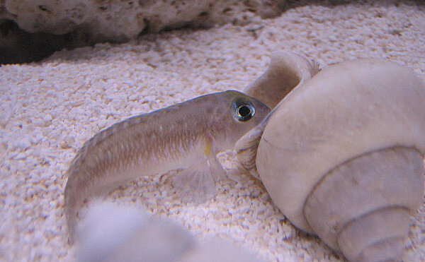 Lamprologus ornatipinnis zambia