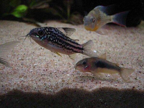 Corydoras napoensis