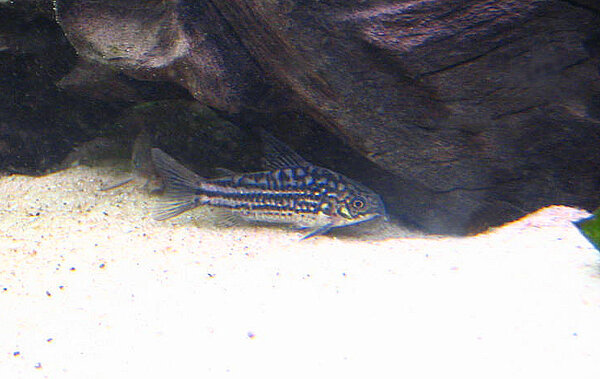 Corydoras napoensis