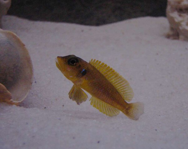 Lamprologus ocellatus "Gold"