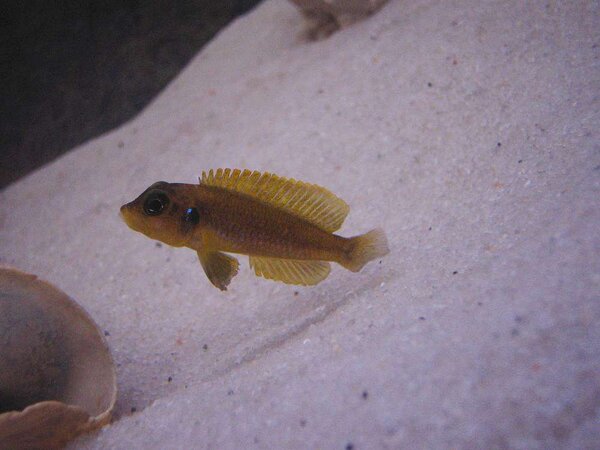 Lamprologus ocellatus "Gold"