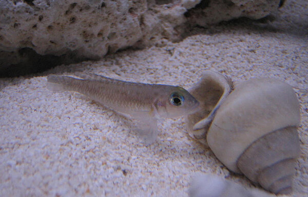 Lamprologus ornatipinnis zambia