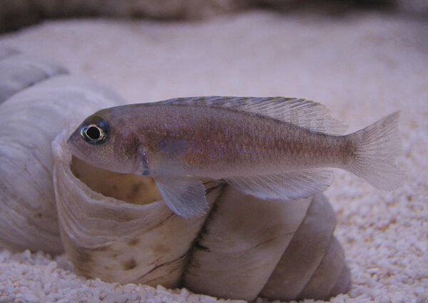 Lamprologus ornatipinnis zambia