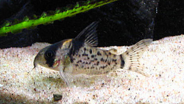 Corydoras schwartzi