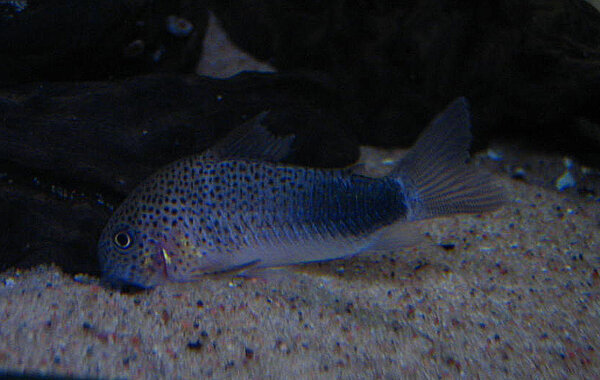 Corydoras similis