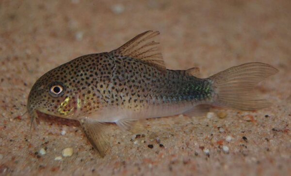 Corydoras similis