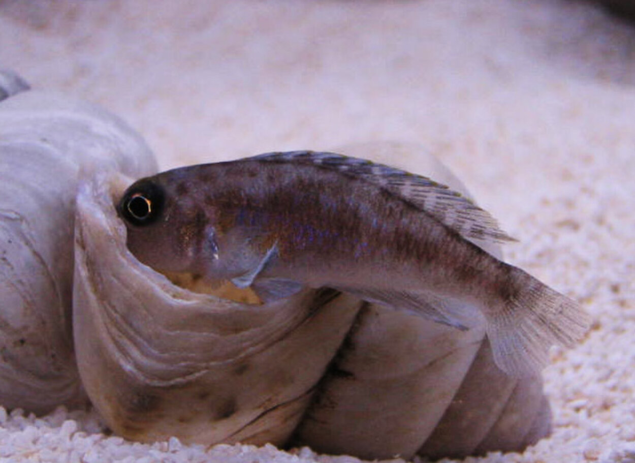 Lamprologus ornatipinnis zambia