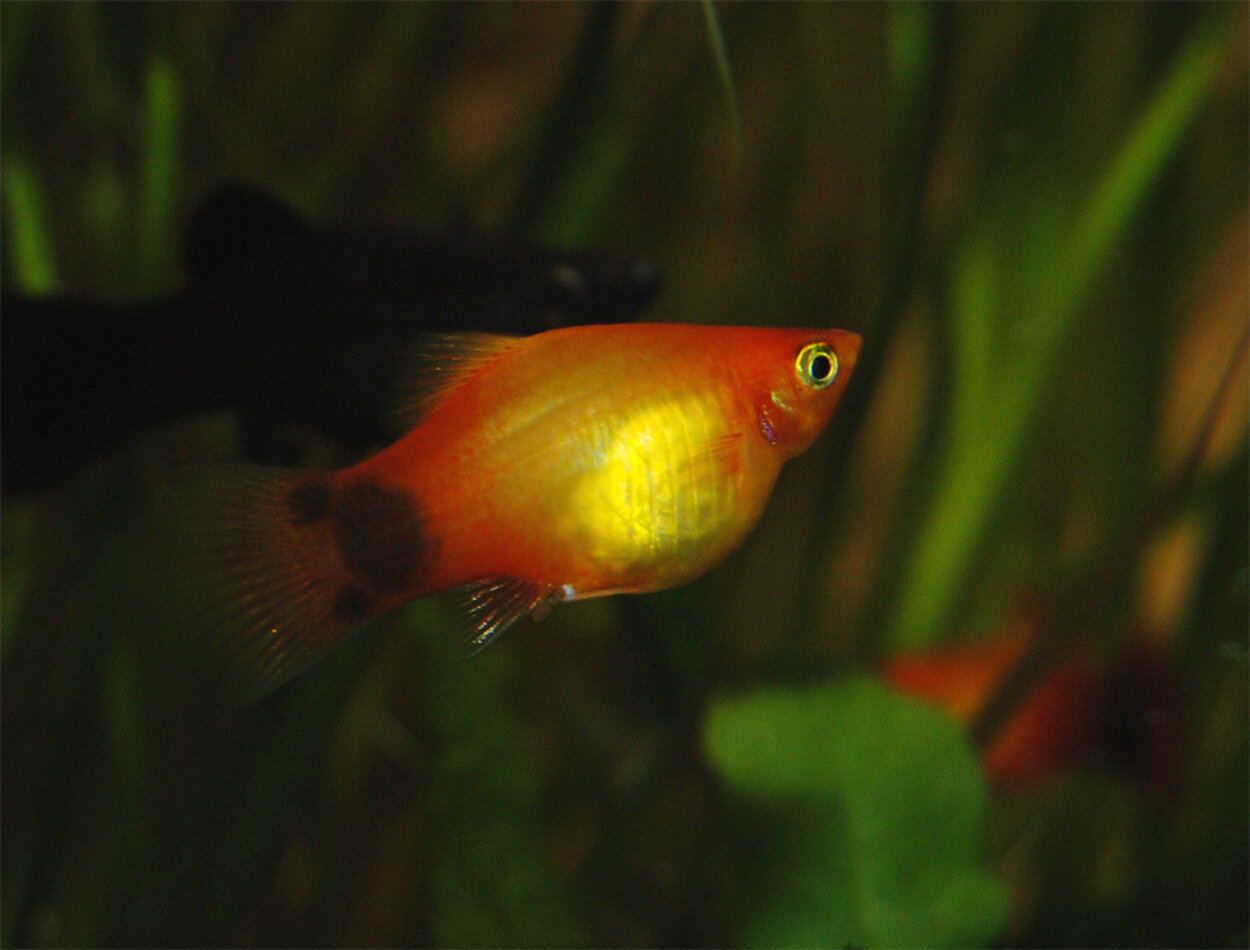 Musse Pigg platy