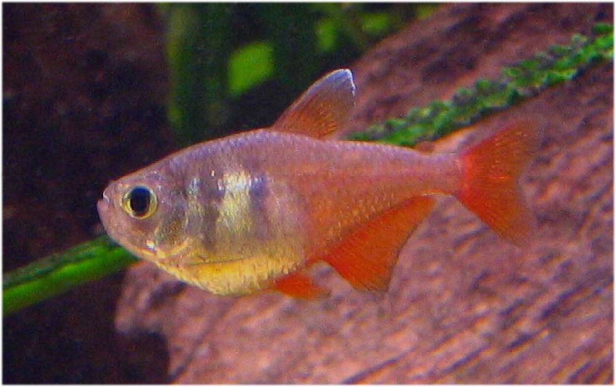 Hyphessobrycon flammeus