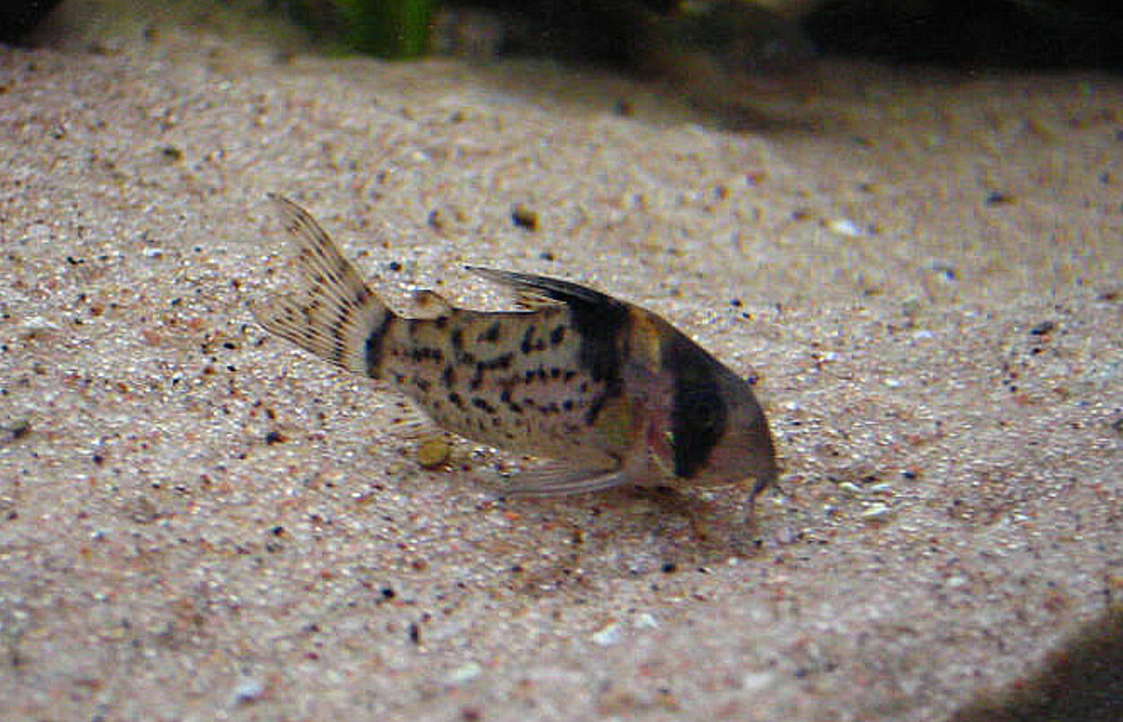 Corydoras schwartzi