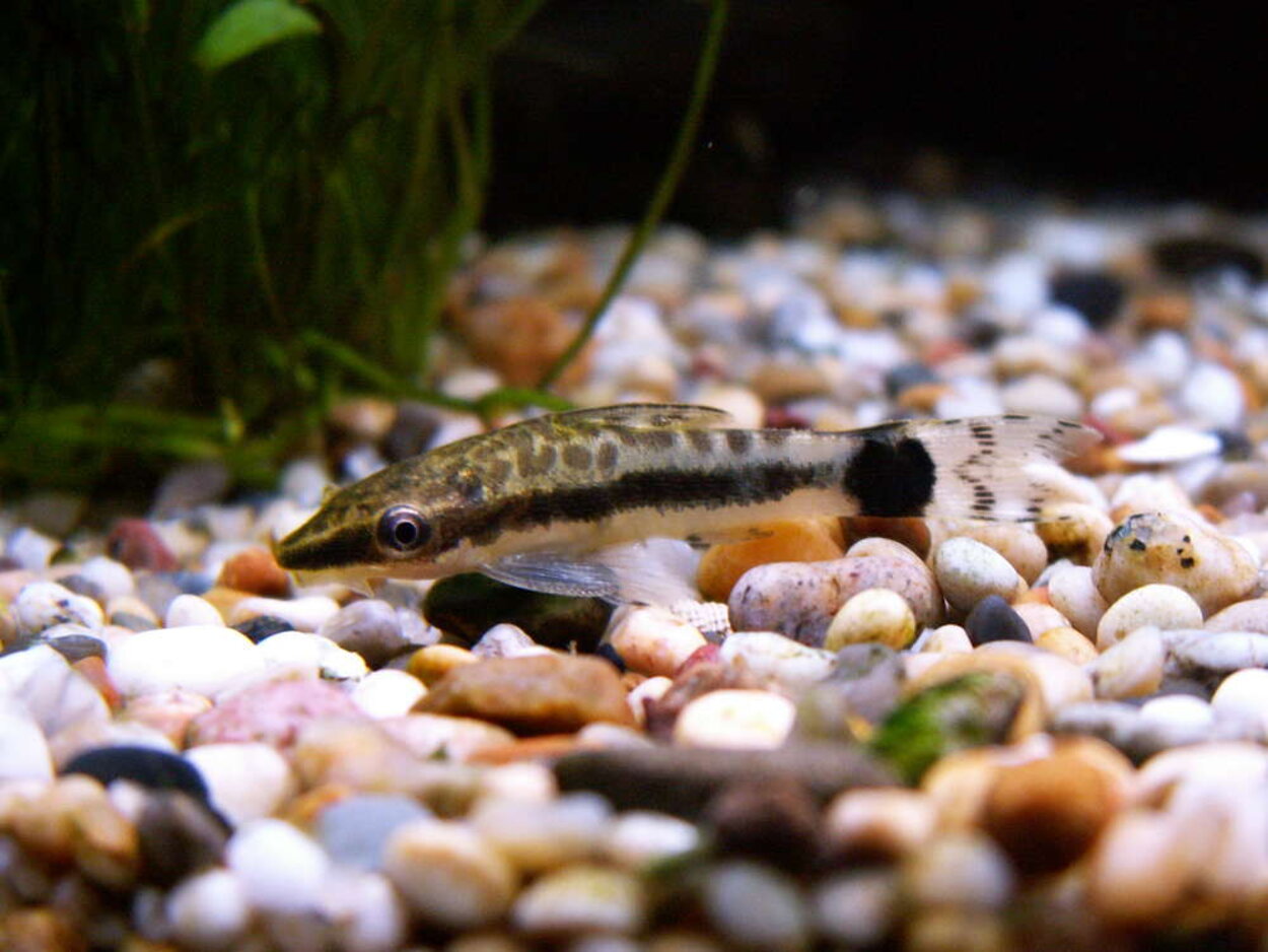 Otocinclus