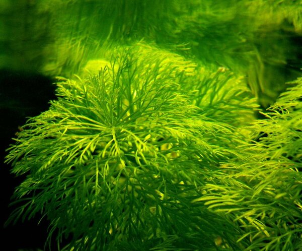 Limnophila sessiliflora