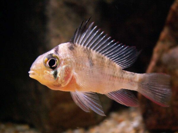 Mikrogeophagus_altispinosus