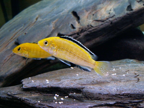 Labidochromis Caeruleus