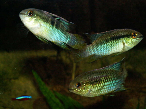 L. Curviceps