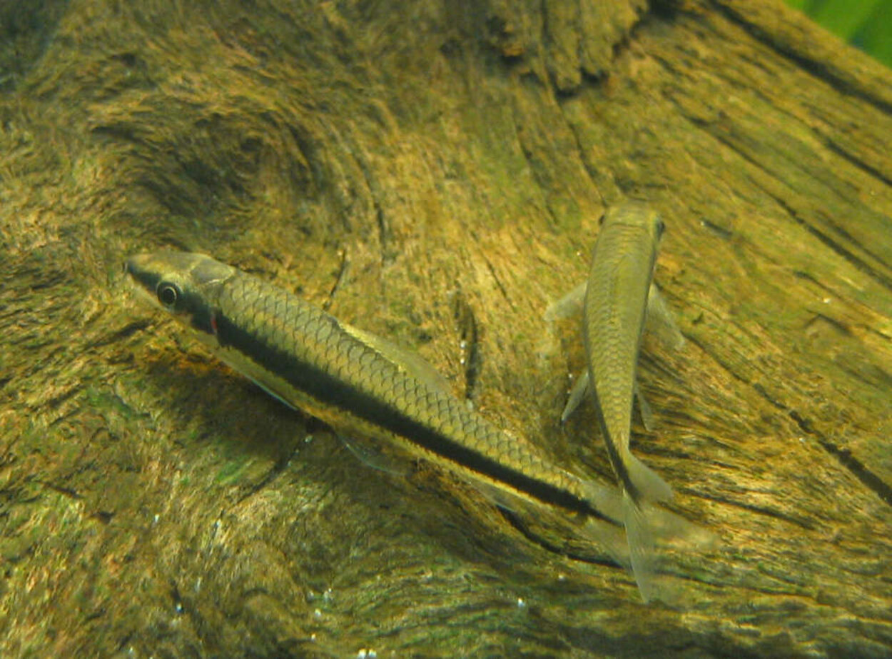 Crossocheilus siamensis