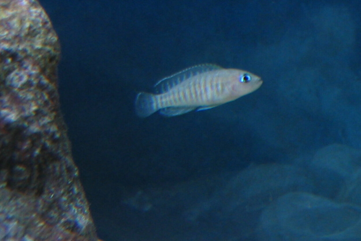 Lamprologus Multifasciatus - Hona