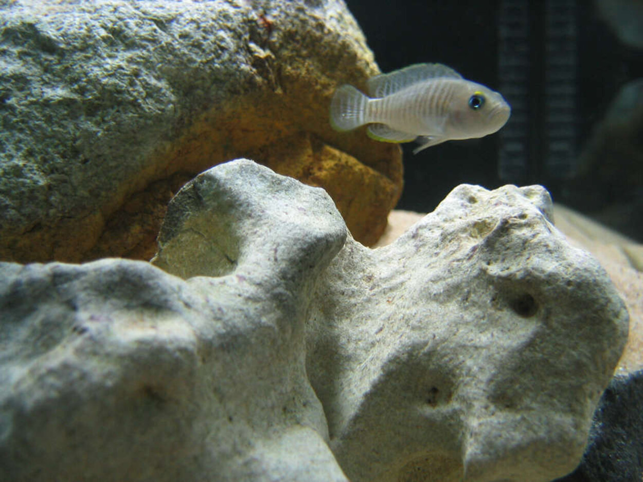 Lamprologus multifasciatus - Hane