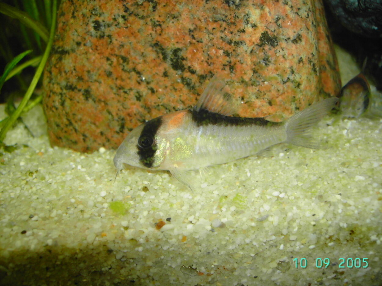 Corydoras Adolfoi