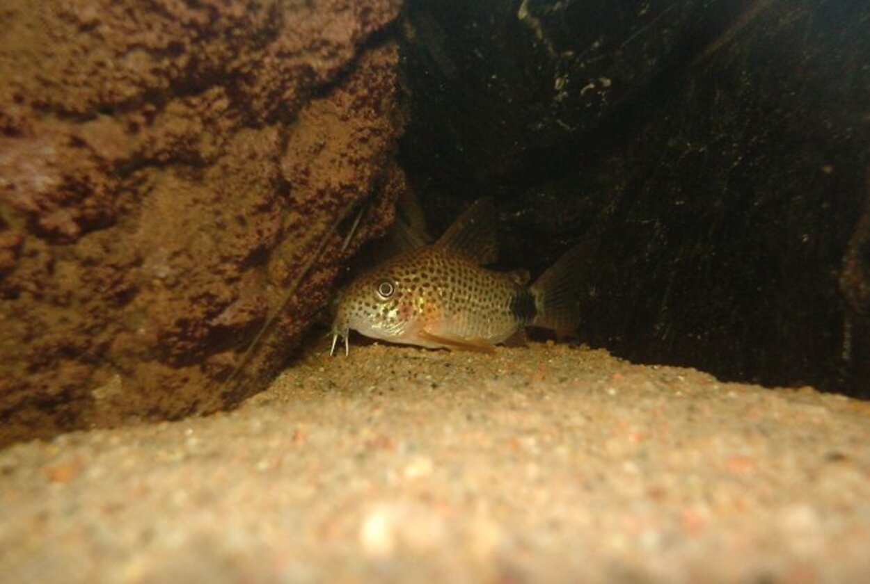 Corydoras Caudimaculatus