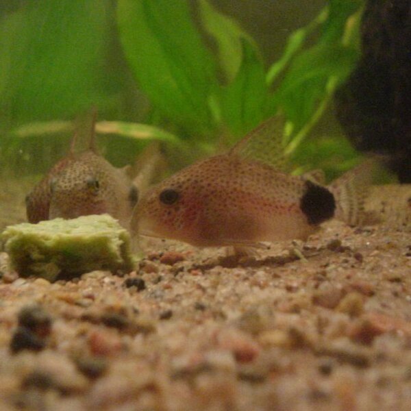 Corydoras Caudimaculatus