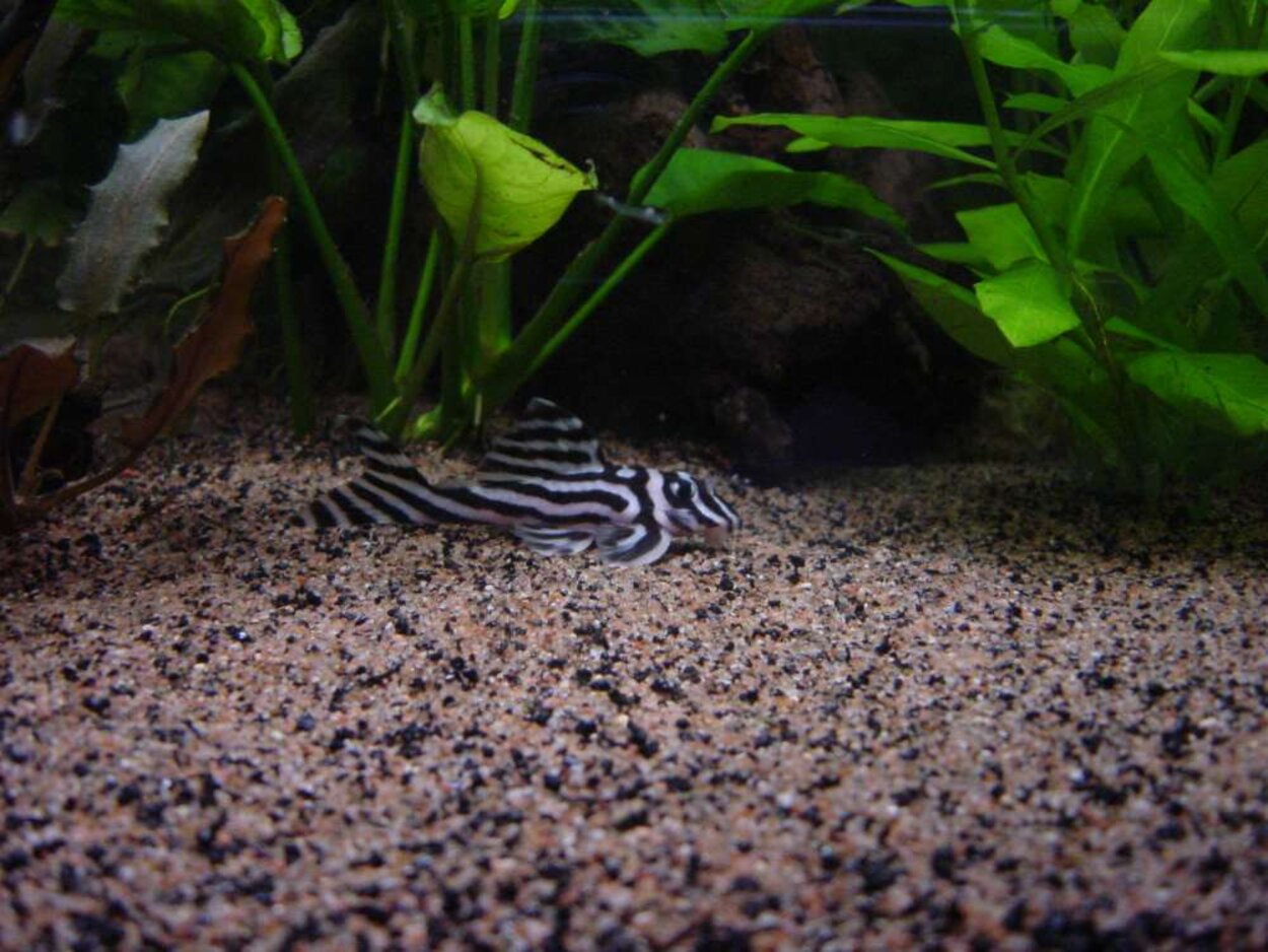 Min ena Hypancistrus zebra L46