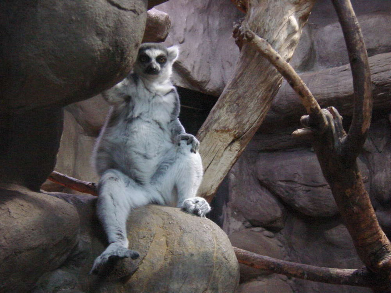En lemur