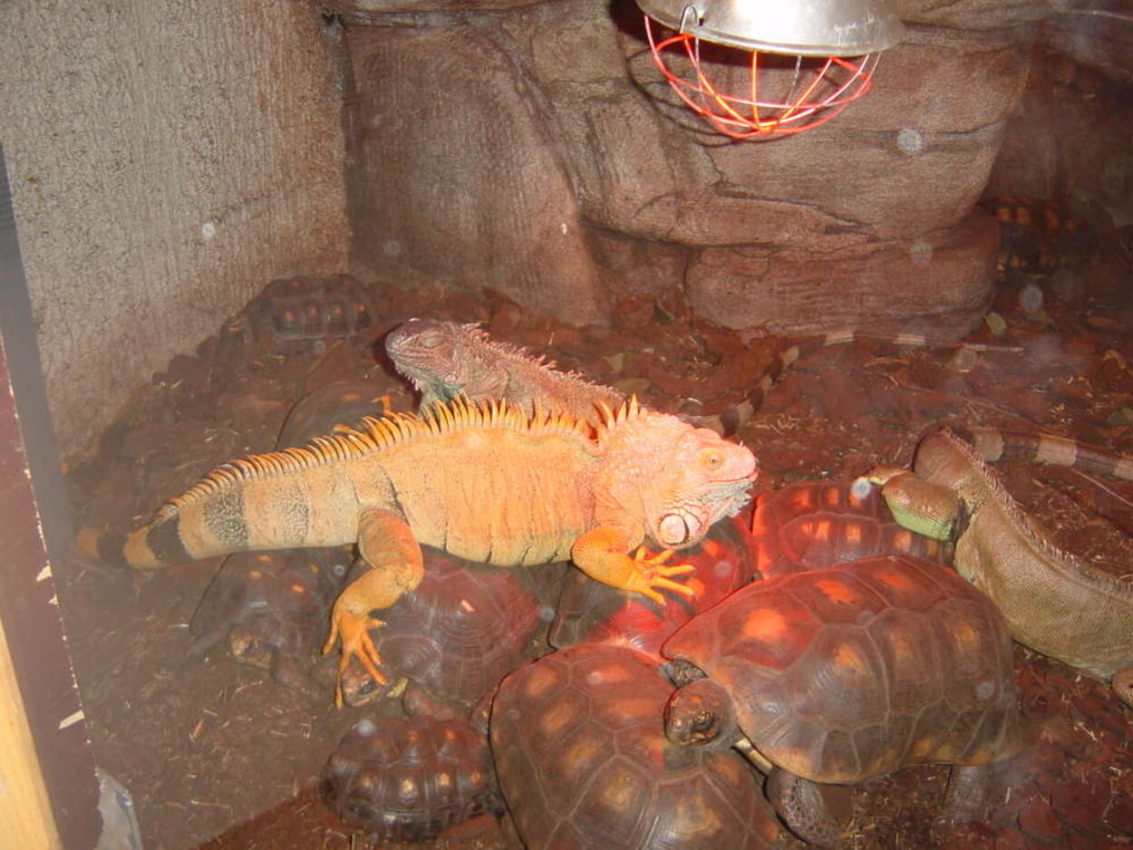 Sköldpaddsleguaner ;)