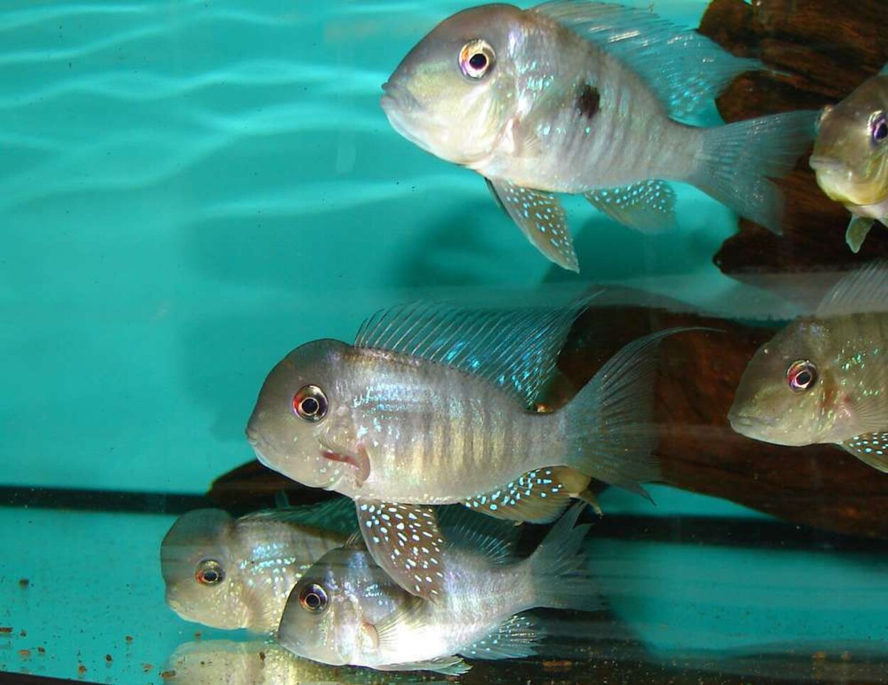 Gymnogeophagus balzinii