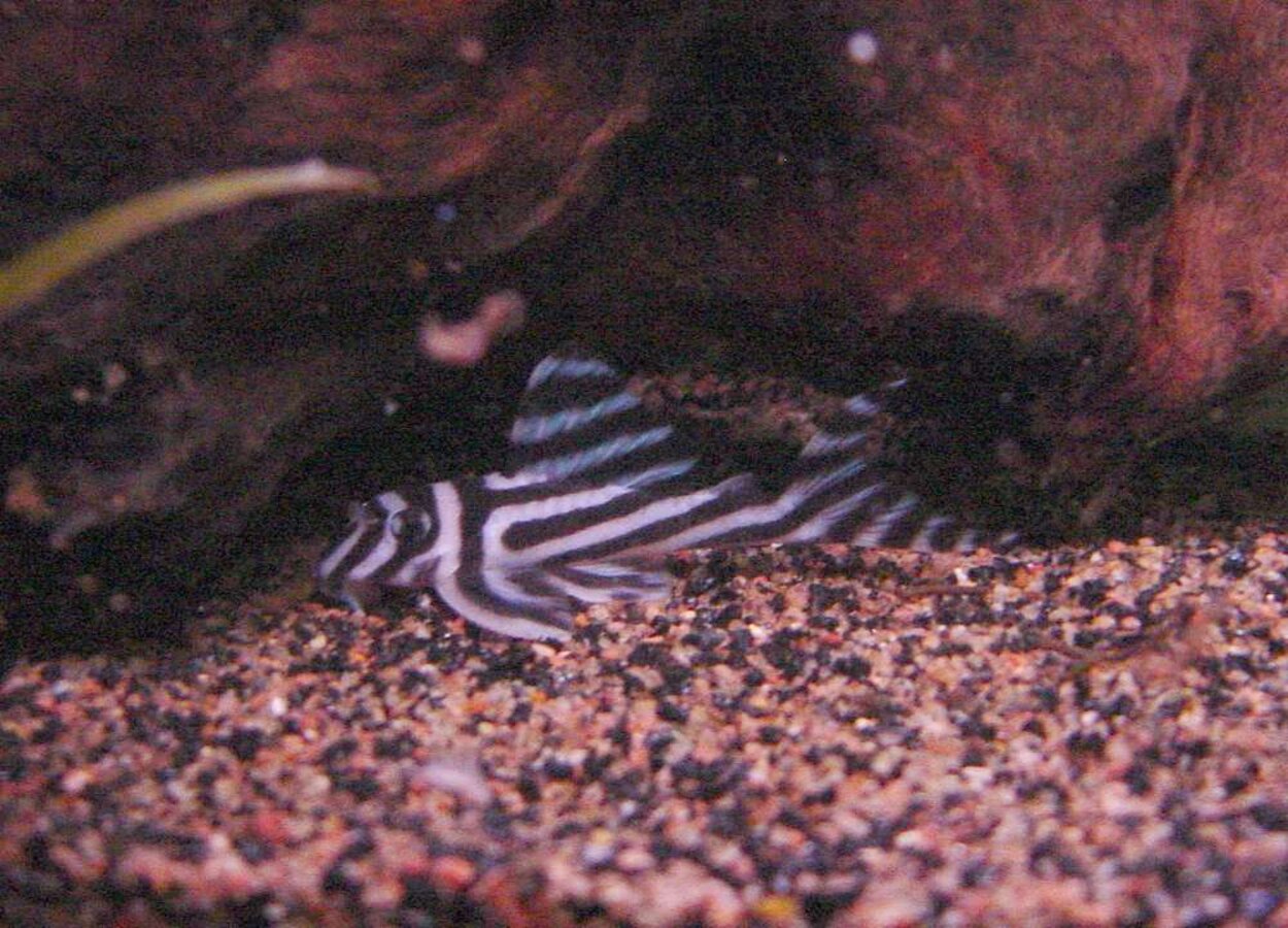 Hypancistrus zebra