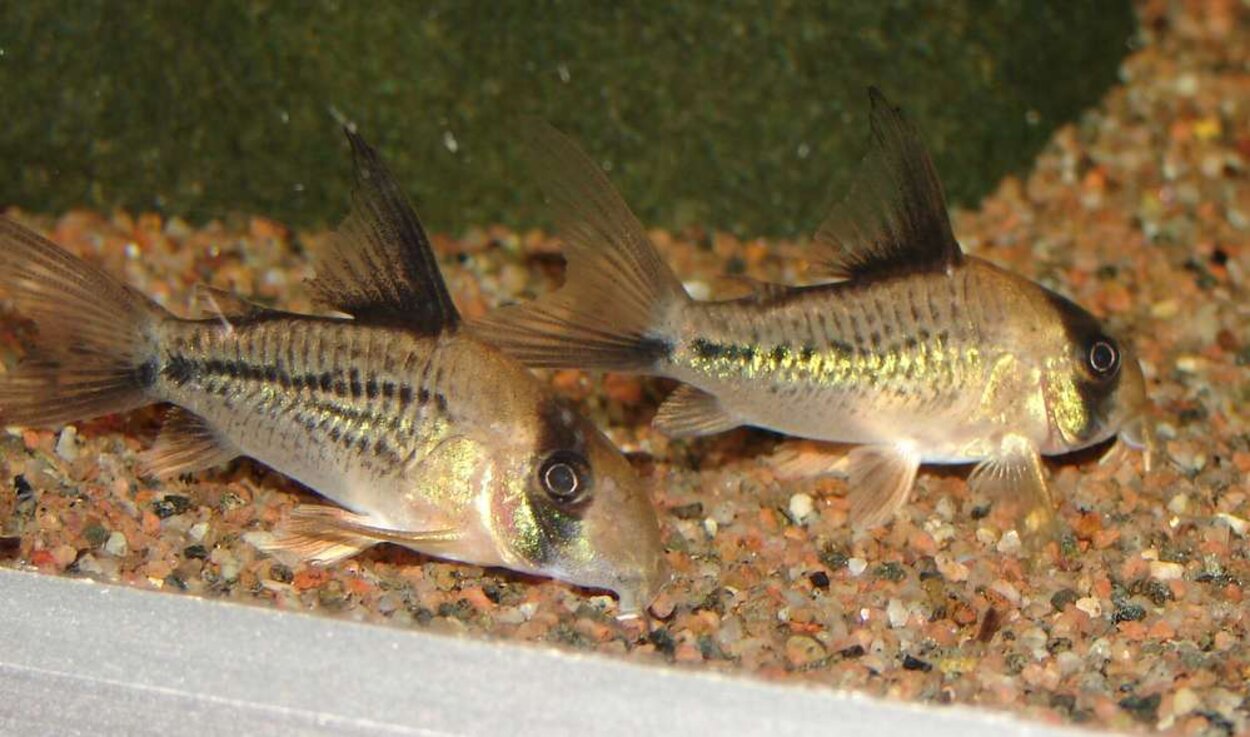 Corydoras sp. C003